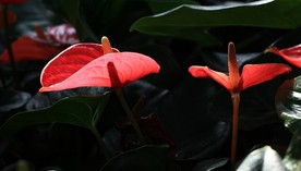 红掌花 美丽的鲜花 鲜花 花朵