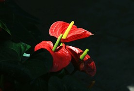 红掌花