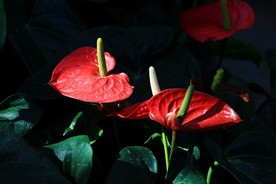 红掌花 美丽的鲜花 鲜花 花朵