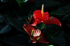 红掌花 美丽的鲜花 鲜花 花朵