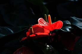 红掌花 美丽的鲜花 鲜花 花朵