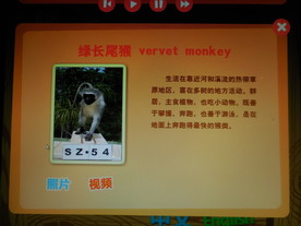 绿长尾猴