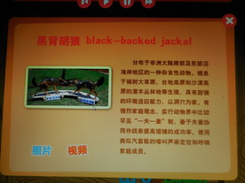 黑背胡狼