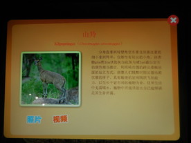 山羚