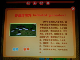 普通珍珠鸡