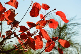 红叶