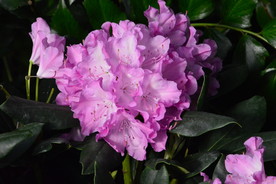 高山杜鹃花