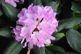 高山杜鹃花