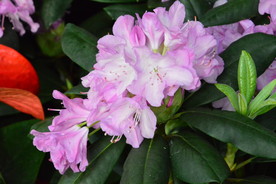 高山杜鹃花