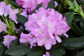 高山杜鹃花