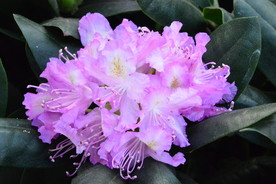 高山杜鹃花