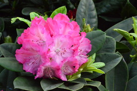 高山杜鹃花