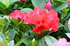 高山杜鹃花