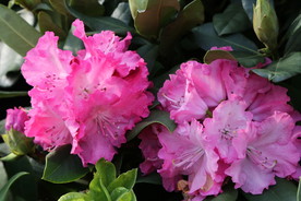 高山杜鹃花