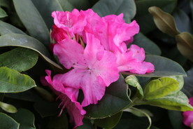 高山杜鹃花