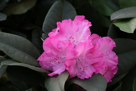 高山杜鹃花