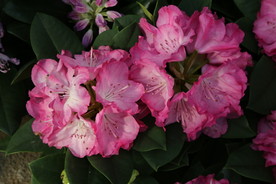 高山杜鹃花