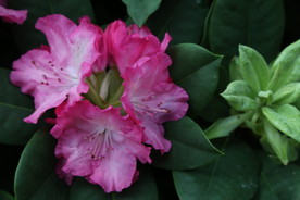 高山杜鹃花