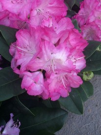 高山杜鹃花