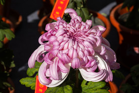 秋菊