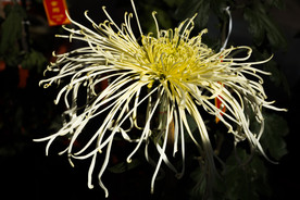 菊花 秋菊 美丽的鲜花 鲜花