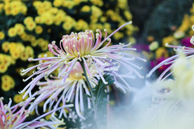 菊花