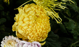 菊花