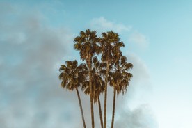 椰树