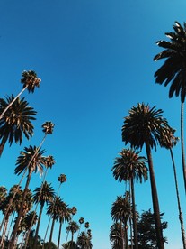 椰树