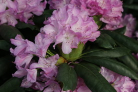 高山杜鹃花