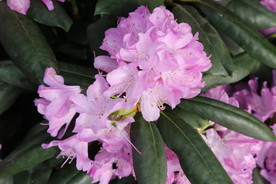 高山杜鹃花