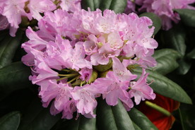 高山杜鹃花