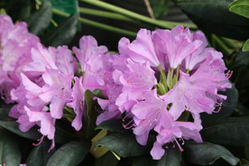 高山杜鹃花 花