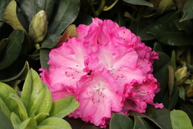 高山杜鹃花