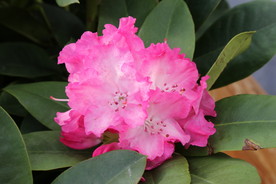 高山杜鹃花