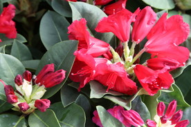 高山杜鹃花