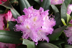 高山杜鹃花