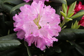 高山杜鹃花