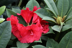 高山杜鹃花
