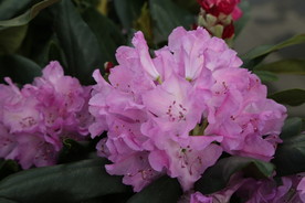 高山杜鹃花