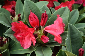高山杜鹃花