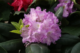 高山杜鹃花