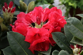 高山杜鹃花