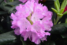 高山杜鹃花
