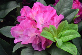 高山杜鹃花