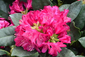 高山杜鹃花