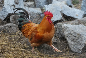 公鸡