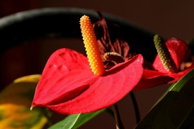 花烛