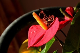 花烛