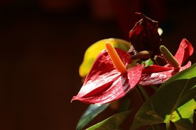花烛